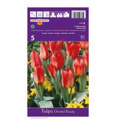 TULIPA ORIENTAL BEAUTY