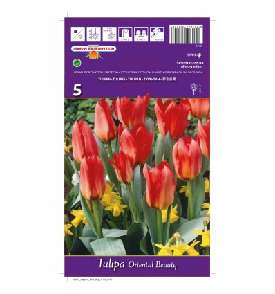 TULIPA ORIENTAL BEAUTY