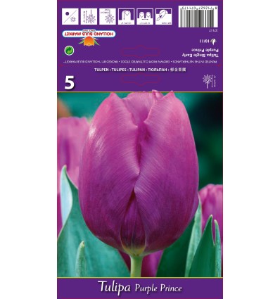 TULIPA PURPLE PRINCE