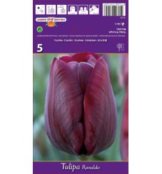 TULIPA RONALDO