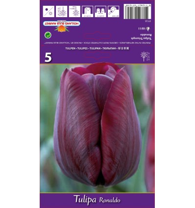 TULIPA RONALDO