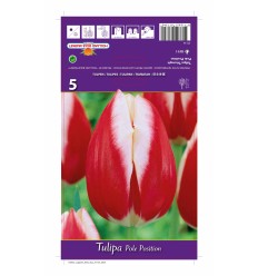 TULIPA POLE POSITION