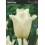 TULIPA TRIUMPH "4" 12/+ VAN EIJK, AGRASS WHITE, SEADOV, YELLOW FLIGHT, PURPLE PRINCE