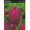 TULIPA TRIUMPH "4" 12/+ VAN EIJK, AGRASS WHITE, SEADOV, YELLOW FLIGHT, PURPLE PRINCE