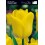 TULIPA TRIUMPH "4" 12/+ VAN EIJK, AGRASS WHITE, SEADOV, YELLOW FLIGHT, PURPLE PRINCE