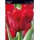 TULIPA TRIUMPH "4" 12/+ VAN EIJK, AGRASS WHITE, SEADOV, YELLOW FLIGHT, PURPLE PRINCE