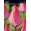 TULIPA TRIUMPH "4" 12/+ VAN EIJK, AGRASS WHITE, SEADOV, YELLOW FLIGHT, PURPLE PRINCE