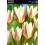 TULIPA ICE STICK/ SWEET HEART/ SCARLET BABY/ CONCERTO/ FLAMMING EMPEROR