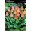 TULIPA ICE STICK/ SWEET HEART/ SCARLET BABY/ CONCERTO/ FLAMMING EMPEROR