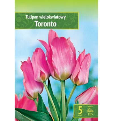 TULIPA TORONTO