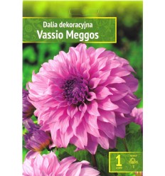 DAHLIA VASSIO MEGGOS