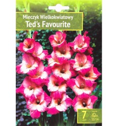 GLADIOLUS TED'S FAVOURITE