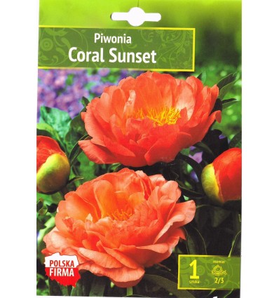 PAEONIA CORAL SUNSET