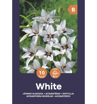 ACIDANTHERA MURIELAE WHITE