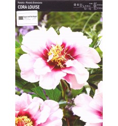 PAEONIA ITOH CORA LOUIS/ YELLOW CROWN/ HILLARY/ PRAIRIE CHARM/ JULIA ROSE