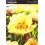 PAEONIA ITOH CORA LOUIS/ YELLOW CROWN/ HILLARY/ PRAIRIE CHARM/ JULIA ROSE