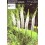 EREMURUS BOX BUNGEI/ CLEOPATRA/ ROBUSTUS/ PINOKKIO/ WHITE BEAUTY FAVOURITE