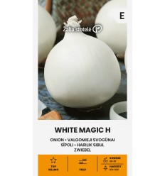 ONION WHITE MAGIC H