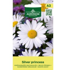 SHASTA DAISY SILVER PRINCESS