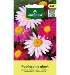 PYRETHRUM ROBINSON'S GIANT