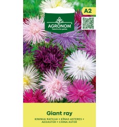 CHINA ASTER GIANT RAY MIX