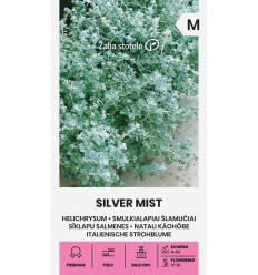 LICORICE PLAN, SILVER MIST