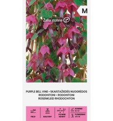 PURPLE BELL VINE