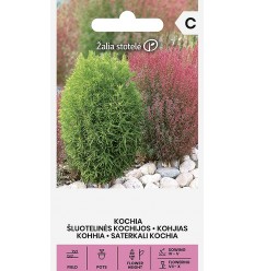 KOCHIA