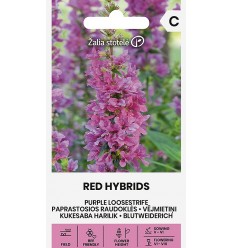 PURPLE LOOSESTRIFE I RED HYBRIDS