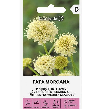 PINCUSHION FLOWER I FATA MORGANA