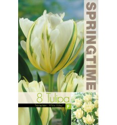 TULIPA WHITE VALLEY®