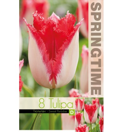 TULIPA SWEET PARADISE