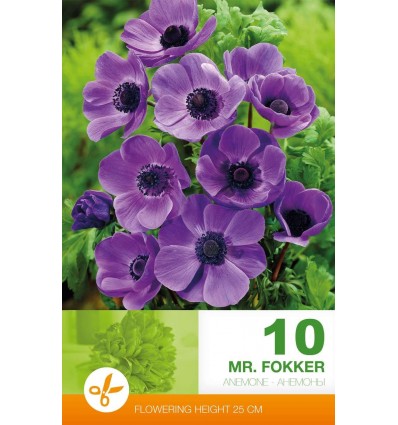 ANEMONE MR. FOKKER