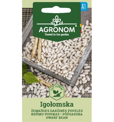 SHELL BEAN DWARF IGOŁOMSKA