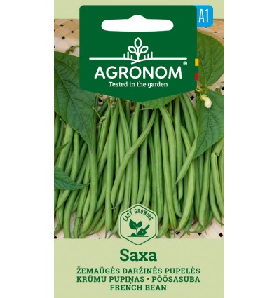 FRENCH BEAN DWARF SAXA