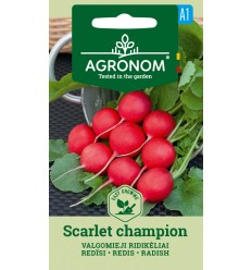 RADISH SCARLET CHAMPION