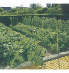 PLANT TRELLIS NETTING 2X10M