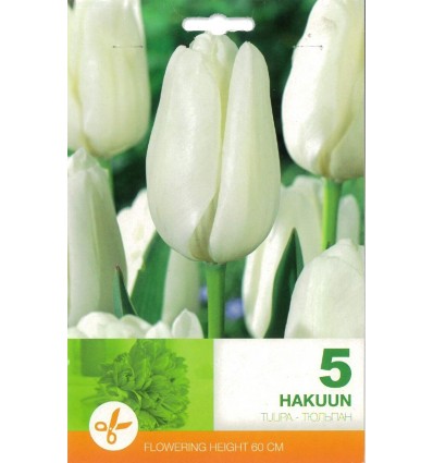 TULIPA HAKUUN