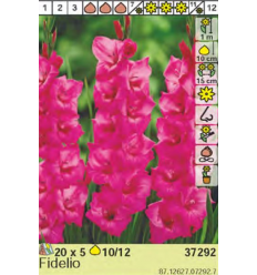 GLADIOLUS FIDELIO