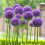 ALLIUM GLADIATOR