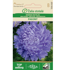 ASTER CHINA, PAEONY LIGHT BLUE