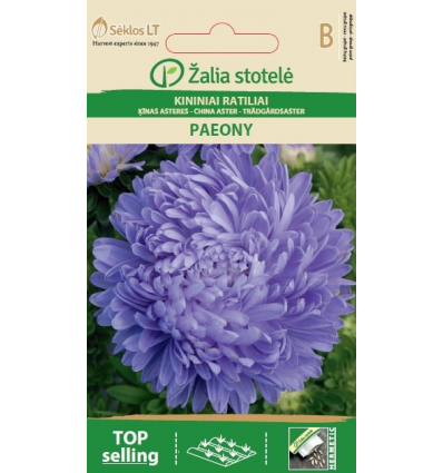 ASTER CHINA, PAEONY LIGHT BLUE