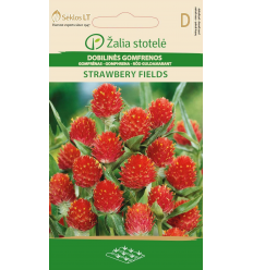 GOMPHRENA STRAWBERRY FIELDS